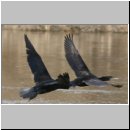 Phalacrocorax carbo - Kormoran 03.jpg